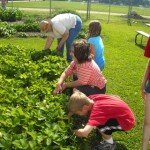 Junior Master Gardners at work
